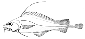 Lepidion lepidion_Claves.jpg